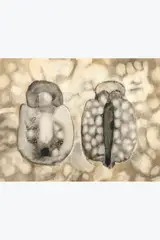 Deux capsules by Robert Malaval, 1960, Lavis d'encre, encre de Chine et brou de noix sur papier, sold Sep 2026