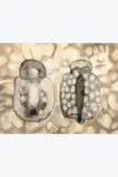 Deux capsules by Robert Malaval, 1960, Lavis d'encre, encre de Chine et brou de noix sur papier, sold Sep 2026