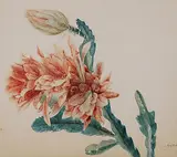 Kaktusblüte by Anna Emilia Graf-Reinhart, watercolor, offered Dec 2015