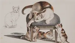 Spielende Katzen by Gottfried Mind, watercolor, sold Dec 2015