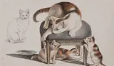Spielende Katzen by Gottfried Mind, watercolor, sold Dec 2015
