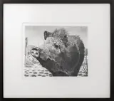 Javelina by William Wind McKim, circa 1958, Lithograph, sold Apr 2025