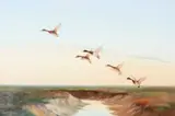 Mallards take flight Oil on canvas Signed lower left 51.5 x 77cm (20¼ x 30¼ in.) λ Indicates that this lot may be subject to Droit de Suite royalty charges by Wilfrid Bailey, Oil on canvas, sold Jul 2019