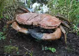 Giant Crab Bronze cast from cardboard Signed and Numbered 2 of 6 113 cm wide On view at: Dreweatts Donnington Priory by Marjan Wouda, Bronze cast from cardboard, offered Jul 2019
