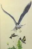 Peregrine falcon and goldfinches by Jonathan Sainsbury, gouache, offered Jan 2013