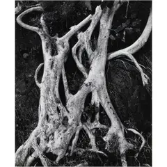 Banyan Roots by Brett Weston, 1973, gelatin silver print, sold Feb 2024