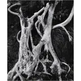 Banyan Roots by Brett Weston, 1973, gelatin silver print, sold Feb 2024