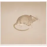 Olivia Brown Rat by Beth Van Hoesen, 1981, etching with aquatint, sold Feb 2024