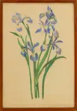 Blue Irises by May Marshall Cannon, Pastel on Paper, sold May 2025