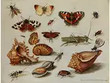 Insekten, Muscheln und Schmetterlinge by Jan van Kessel d.Ä., oil on copper, sold Sep 2015