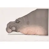 Elephant Seal by Beth Van Hoesen, 1988, etching with aquatint, sold Feb 2024