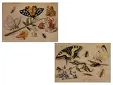 Stillleben mit Insekten und Vergissmeinnicht by Jan van Kessel d. Ä., 1626 - 1678, oil, sold Dec 2015
