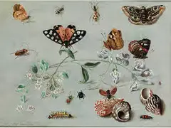 Blütenzweige Umgeben von Insekten und Muscheln by Jan van Kessel I, um 1626 – 1679, oil on copper, sold Mar 2017