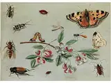 Schmetterlinge, Käfer, Raupe und Blumenzweig by Jan van Kessel d.Ä., oil on copper, sold Sep 2015