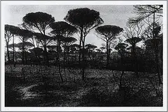 Wald by René Groebli, 1979, photograph, offered Sep 2014