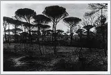Wald by René Groebli, 1979, photograph, offered Sep 2014
