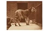 Untitled by Gambier Bolton, print, offered May 2022