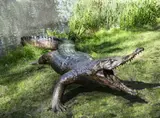 Crocodile Bronze 88cm high, 141cm wide, 390cm long On view at: The Sculpture Park by John Cox, Bronze, sold Jul 2019