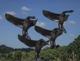 Swans landing Bronze 158cm high, 84cm wide, 100cm deep On view at: The Sculpture Park by David Norris, Bronze, sold Jul 2019