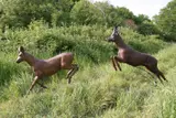 Leaping Roe Deer Stag and Hind Bronze, Life Size On view at: The Sculpture Park by John Cox, Bronze, sold Jul 2019