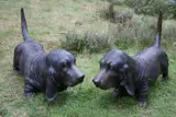 Bassett Hounds Bronze, each approximately 93 cm long On view at: The Sculpture Park by John Cox, Bronze, each approximately, sold Jul 2019