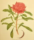 Telopea Speciossisima by Elsie Margaret Stones, watercolor, sold Aug 2022