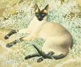 British, a Siamese Cat resting amongst foliage by Charles Frederick Tunnicliffe, watercolour, sold Aug 2022