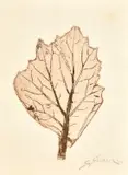 South African, a collection of six etchings featuring leaves by Stella Shawzin, print (other), offered Aug 2022