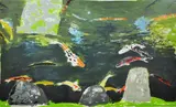 Print - semi abstract view of swimming fish by Elizabeth Blackadder Obe Ra limited edition, print, offered Jun 2017