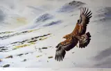 Print - buzzard on a snowy mountain in pursuit of a by Colin Woolf coloured limited edition, print, sold May 2017