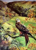 Print - depiction of an alert red kite on the by Colin Woolf coloured limited edition, print, sold May 2017