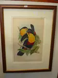 19th Century, a hand tinted lithograph 'Ramphastos Ariel', ornithological study of by John Gould, lithograph, sold May 2015