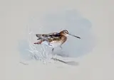 Untitled by Gordon Beningfield, Watercolour on pale grey paper, sold Dec 2015