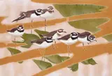 Little ringed plovers Signed with a monogram Gouache and watercolour on silk 40 x 59.5cm ++One or two light ripples to silk, good condition by Charles Frederick Tunnicliffe, Gouache and watercolour on silk, sold Dec 2015