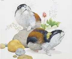 Guineapigs; Squirrel and a Marsupial Three, all signed All gouache, unframed Each 21.5 x 26cm (3) ++One or two minor blemishes, good condition by Ken Lilly, gouache, sold Dec 2015