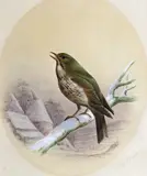 Great white Heron by Harry Bright, 1884, watercolour, sold Dec 2015