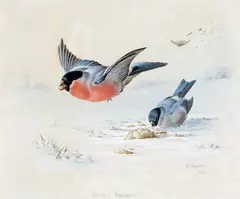 Bully’s breakfast Signed and dated 1886 Watercolour 21 by Harry Bright, 1886, Watercolour, offered Dec 2015