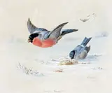 Bully’s breakfast Signed and dated 1886 Watercolour 21 by Harry Bright, 1886, Watercolour, offered Dec 2015