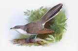 American yellow billed cuckoo Signed Watercolour 16.5 x 24.5cm; 6½ x 9¼in Provenance: Christie’s, 14 May 1996, Lot 50 ++Good condition by Archibald Thorburn, Watercolour, sold Dec 2015