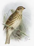 Serin by John Gerrard Keulemans, watercolour, sold Dec 2015