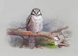 Hawk owl Signed Watercolour on grey paper 16.5 x 23cm; 6½ x 9in ++Good condition by Archibald Thorburn, Watercolour on grey paper, sold Dec 2015