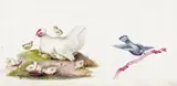 Chickens and chicks with a dove Signed and inscribed 26 Grove Place Watercolour with bodycolour 11.75 x 23.75cm With another by Augusta Innes Withers, Watercolour with bodycolour, sold Dec 2015