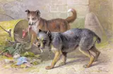 Cats, kittens and dogs Three, all signed All bodycolour with pencil 13.25 x 20.75cm (3) by Friedrich Specht, pencil, sold Dec 2015