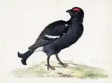 A study of a Blackcock Signed with initials Bodycolour and watercolour 15.7 x 20cm by Johannes van Bronckhorst, watercolour, sold Dec 2015