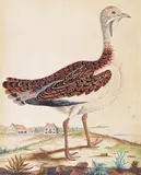Studies of exotic birds in a landscape Both numbered by Thomas Denny, 1820, watercolour, sold Dec 2015