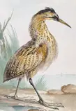 Exotic heron Signed with initials and inscribed verso Watercolour 36.75 x 25.5cm by Aert Schouman, Watercolour, offered Dec 2015