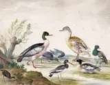 Duck and fowl by a stump Signed with initials Watercolour with bodycolour 19.25 x 25cm by Jan Gerritsz van Bronkhorst, Watercolour with bodycolour, sold Dec 2015