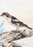 Untitled by Karel Borchaert Voet, Watercolour, offered Dec 2015