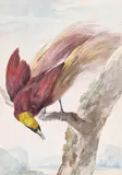 Bird of Paradise by Aert Schouman, 1781, watercolour, offered Dec 2015