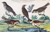 Studies of sparrows Signed and dated 1765, also inscribed in detail verso Watercolour with bodycolour on vellum 22.75 x 32.25cm by Isaac Spackman, 1765, Watercolour with bodycolour on vellum, sold Dec 2015